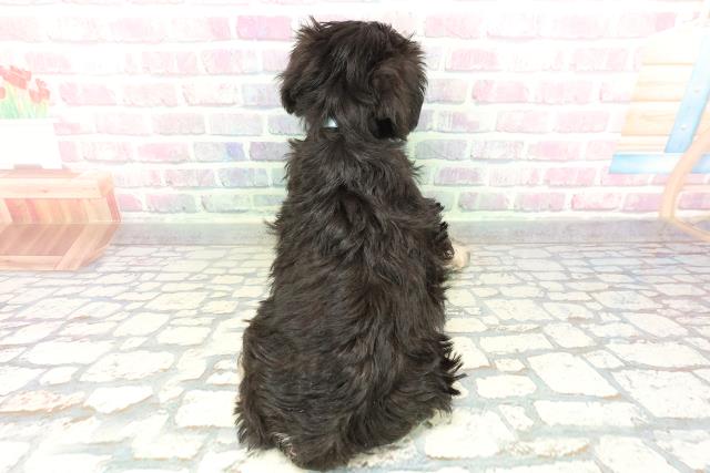 千葉県のミニチュアシュナウザー (Coo&RIKU八街店/2026年2月1日生まれ/男の子/ブラックシルバー)の子犬の4枚目の画像