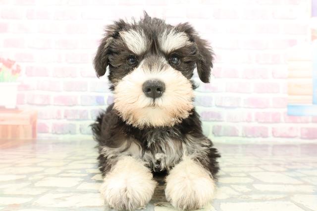 青森県のミニチュアシュナウザー (Coo&RIKU八戸店/2026年2月1日生まれ/男の子/ブラックシルバー)の子犬