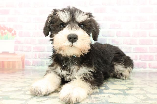 青森県のミニチュアシュナウザー (Coo&RIKU八戸店/2026年2月1日生まれ/男の子/ブラックシルバー)の子犬の2枚目の画像