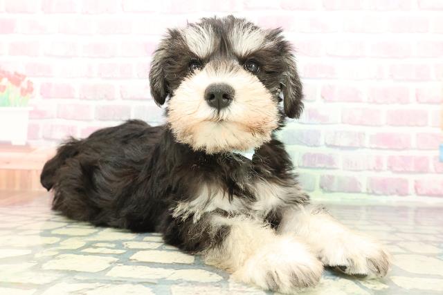 青森県のミニチュアシュナウザー (Coo&RIKU八戸店/2026年2月1日生まれ/男の子/ブラックシルバー)の子犬の3枚目の画像