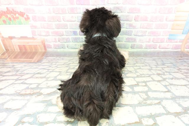 青森県のミニチュアシュナウザー (Coo&RIKU八戸店/2026年2月1日生まれ/男の子/ブラックシルバー)の子犬の4枚目の画像