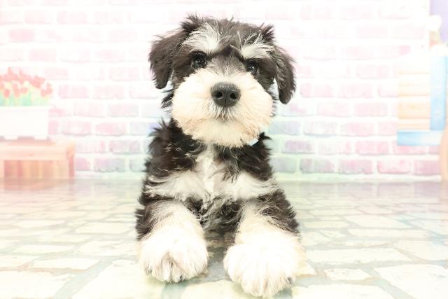 秋田県のミニチュアシュナウザー (Coo&RIKU秋田店/2026年2月1日生まれ/男の子/ブラックシルバー)の子犬