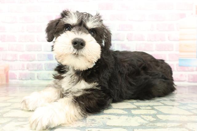 秋田県のミニチュアシュナウザー (Coo&RIKU秋田店/2026年2月1日生まれ/男の子/ブラックシルバー)の子犬の2枚目の画像