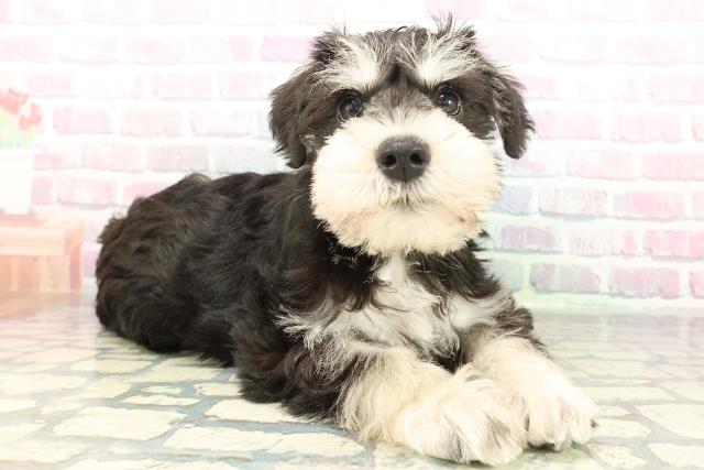 秋田県のミニチュアシュナウザー (Coo&RIKU秋田店/2026年2月1日生まれ/男の子/ブラックシルバー)の子犬の3枚目の画像