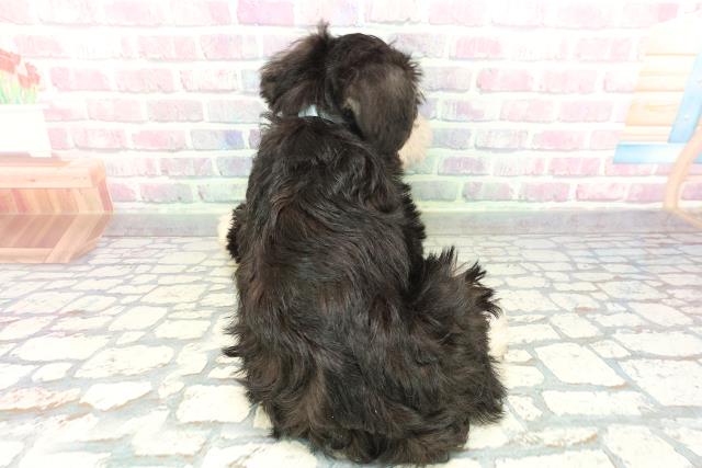 秋田県のミニチュアシュナウザー (Coo&RIKU秋田店/2026年2月1日生まれ/男の子/ブラックシルバー)の子犬の4枚目の画像