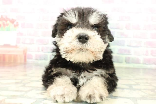 北海道のミニチュアシュナウザー (Coo&RIKU北見店/2026年2月1日生まれ/男の子/ブラックシルバー)の子犬の1枚目の画像