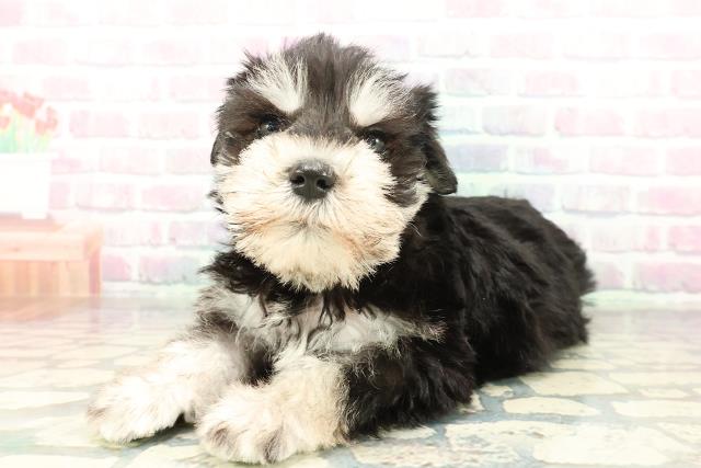 北海道のミニチュアシュナウザー (Coo&RIKU北見店/2026年2月1日生まれ/男の子/ブラックシルバー)の子犬の2枚目の画像