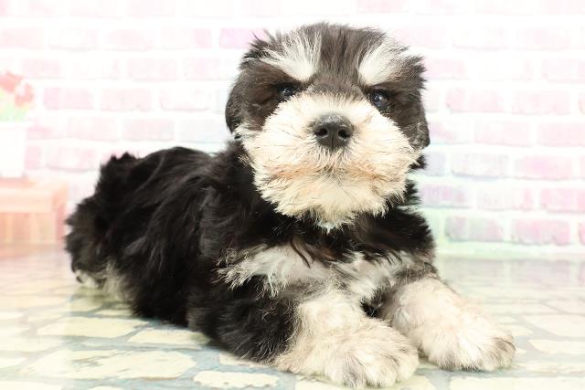 北海道のミニチュアシュナウザー (Coo&RIKU北見店/2026年2月1日生まれ/男の子/ブラックシルバー)の子犬の3枚目の画像