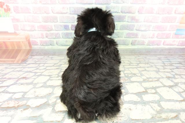 北海道のミニチュアシュナウザー (Coo&RIKU北見店/2026年2月1日生まれ/男の子/ブラックシルバー)の子犬の4枚目の画像