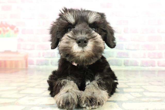 新潟県のミニチュアシュナウザー (Coo&RIKU新潟西店/2026年2月1日生まれ/女の子/ブラックシルバー)の子犬の1枚目の画像