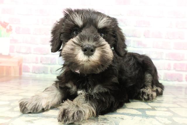 新潟県のミニチュアシュナウザー (Coo&RIKU新潟西店/2026年2月1日生まれ/女の子/ブラックシルバー)の子犬の2枚目の画像