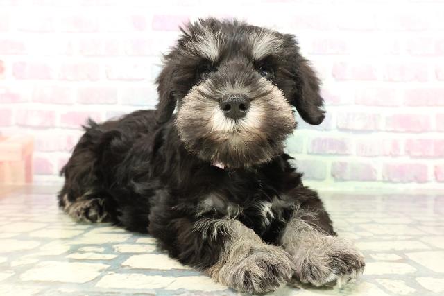 新潟県のミニチュアシュナウザー (Coo&RIKU新潟西店/2026年2月1日生まれ/女の子/ブラックシルバー)の子犬の3枚目の画像