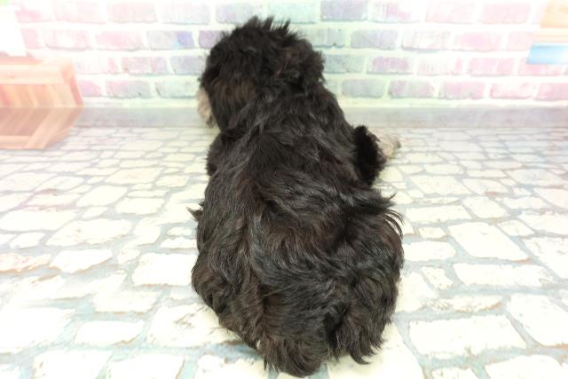 新潟県のミニチュアシュナウザー (Coo&RIKU新潟西店/2026年2月1日生まれ/女の子/ブラックシルバー)の子犬の4枚目の画像