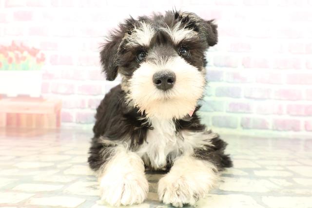 石川県のミニチュアシュナウザー (Coo&RIKUイオン野々市南店/2026年2月1日生まれ/女の子/ブラックシルバー)の子犬の1枚目の画像