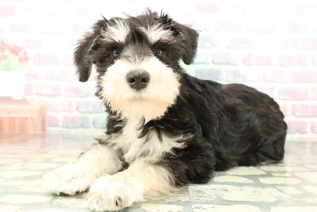 石川県のミニチュアシュナウザー (Coo&RIKUイオン野々市南店/2026年2月1日生まれ/女の子/ブラックシルバー)の子犬の2枚目の画像