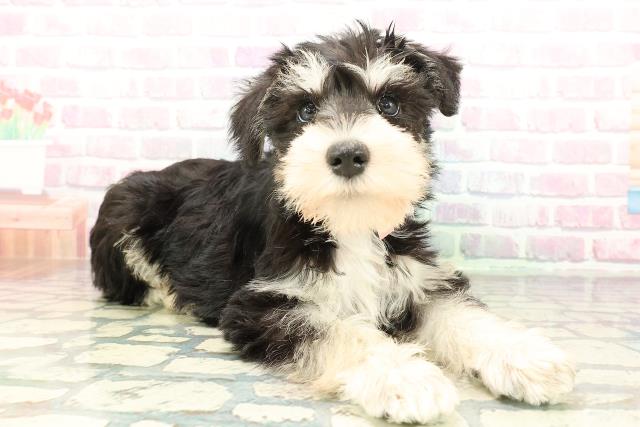 石川県のミニチュアシュナウザー (Coo&RIKUイオン野々市南店/2026年2月1日生まれ/女の子/ブラックシルバー)の子犬の3枚目の画像