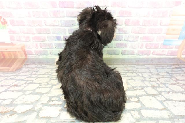 石川県のミニチュアシュナウザー (Coo&RIKUイオン野々市南店/2026年2月1日生まれ/女の子/ブラックシルバー)の子犬の4枚目の画像