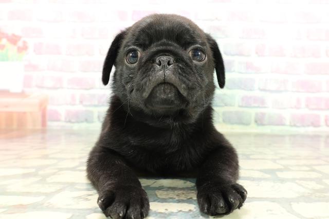 青森県のパグ (Coo&RIKU青森店/2026年1月26日生まれ/男の子/ブラック)の子犬の1枚目の画像
