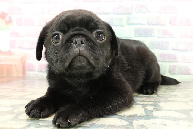 青森県のパグ (Coo&RIKU青森店/2026年1月26日生まれ/男の子/ブラック)の子犬の2枚目の画像