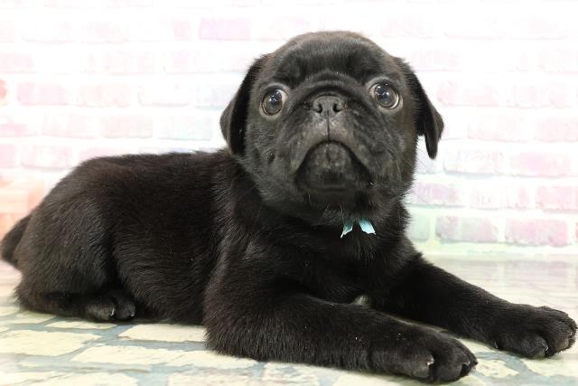 青森県のパグ (Coo&RIKU青森店/2026年1月26日生まれ/男の子/ブラック)の子犬の3枚目の画像