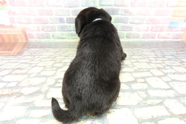 青森県のパグ (Coo&RIKU青森店/2026年1月26日生まれ/男の子/ブラック)の子犬の4枚目の画像