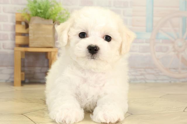 愛知県のビションフリーゼ (Coo&RIKU東海店/2026年2月1日生まれ/女の子/ホワイト)の子犬の1枚目の画像