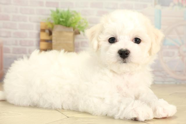 愛知県のビションフリーゼ (Coo&RIKU東海店/2026年2月1日生まれ/女の子/ホワイト)の子犬の2枚目の画像