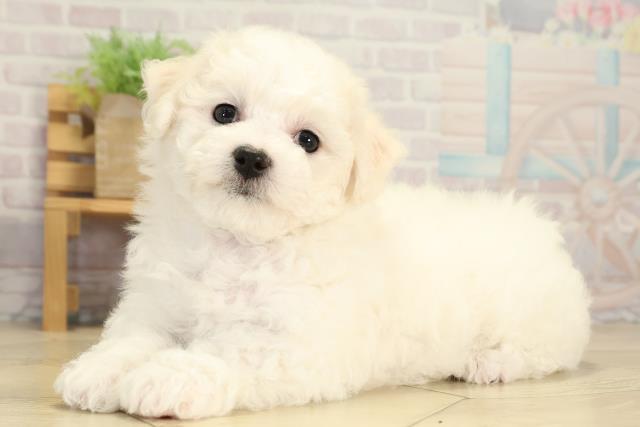 愛知県のビションフリーゼ (Coo&RIKU東海店/2026年2月1日生まれ/女の子/ホワイト)の子犬の3枚目の画像