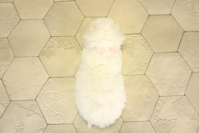 愛知県のビションフリーゼ (Coo&RIKU東海店/2026年2月1日生まれ/女の子/ホワイト)の子犬の4枚目の画像