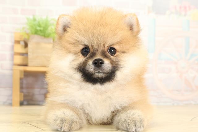 愛知県のポメラニアン (Coo&RIKU名古屋みなと店/2026年1月31日生まれ/女の子/オレンジ)の子犬の1枚目の画像