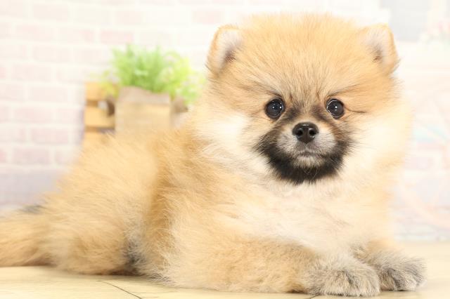 愛知県のポメラニアン (Coo&RIKU名古屋みなと店/2026年1月31日生まれ/女の子/オレンジ)の子犬の2枚目の画像