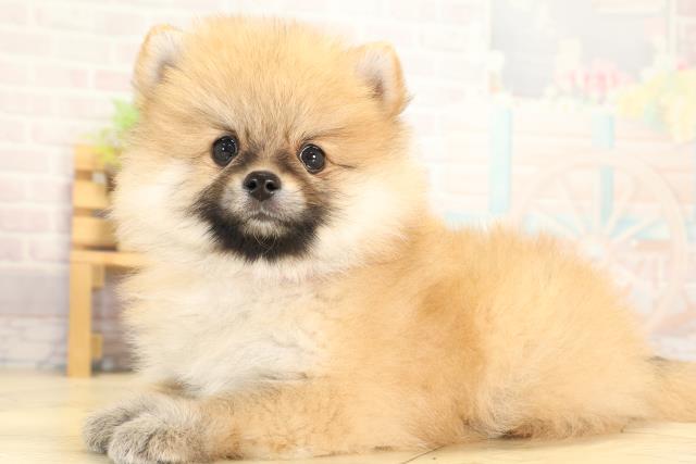 愛知県のポメラニアン (Coo&RIKU名古屋みなと店/2026年1月31日生まれ/女の子/オレンジ)の子犬の3枚目の画像