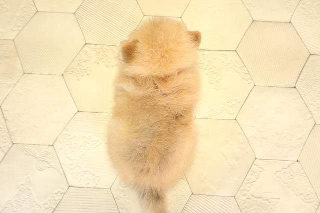 愛知県のポメラニアン (Coo&RIKU名古屋みなと店/2026年1月31日生まれ/女の子/オレンジ)の子犬の4枚目の画像