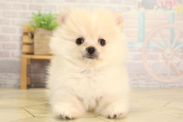 三重県のポメラニアン (Coo&RIKU津高茶屋店/2026年1月31日生まれ/男の子/クリーム)の子犬の1枚目の画像