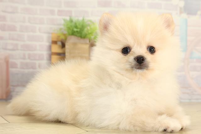 三重県のポメラニアン (Coo&RIKU津高茶屋店/2026年1月31日生まれ/男の子/クリーム)の子犬の2枚目の画像