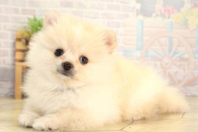 三重県のポメラニアン (Coo&RIKU津高茶屋店/2026年1月31日生まれ/男の子/クリーム)の子犬の3枚目の画像