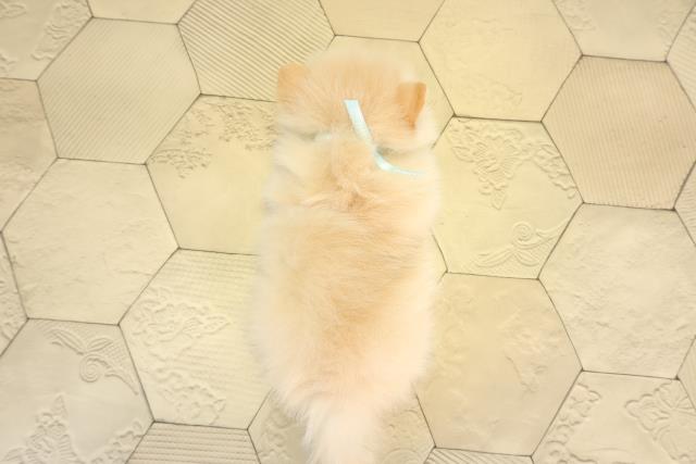 三重県のポメラニアン (Coo&RIKU津高茶屋店/2026年1月31日生まれ/男の子/クリーム)の子犬の4枚目の画像