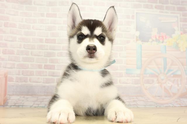 愛知県のシベリアンハスキー (Coo&RIKU岡崎店/2026年2月1日生まれ/男の子/ブラックホワイト)の子犬の1枚目の画像