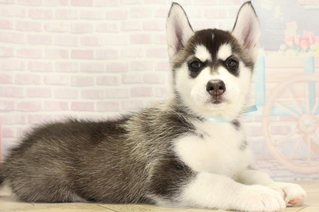 愛知県のシベリアンハスキー (Coo&RIKU岡崎店/2026年2月1日生まれ/男の子/ブラックホワイト)の子犬の2枚目の画像