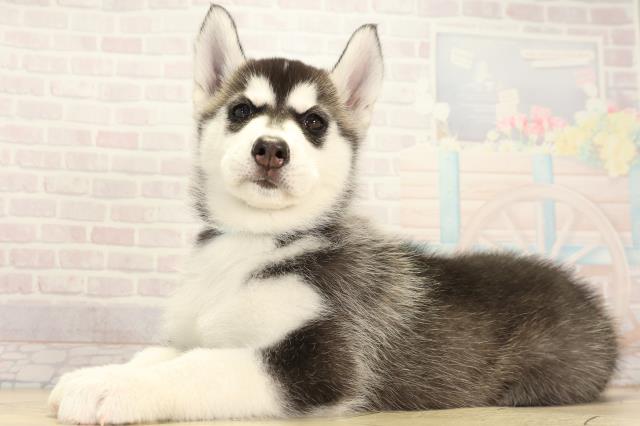 愛知県のシベリアンハスキー (Coo&RIKU岡崎店/2026年2月1日生まれ/男の子/ブラックホワイト)の子犬の3枚目の画像