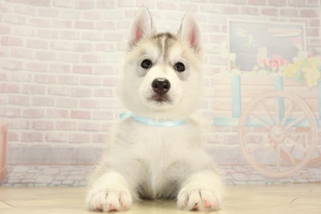 愛知県のシベリアンハスキー (Coo&RIKU名古屋みなと店/2026年2月1日生まれ/男の子/シルバーホワイト)の子犬