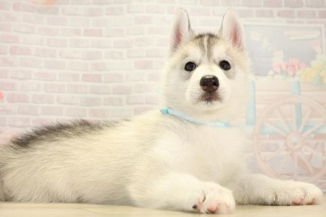 愛知県のシベリアンハスキー (Coo&RIKU名古屋みなと店/2026年2月1日生まれ/男の子/シルバーホワイト)の子犬の2枚目の画像