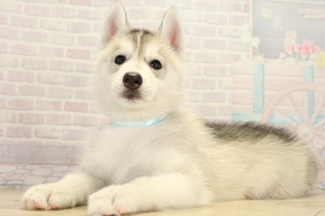 愛知県のシベリアンハスキー (Coo&RIKU名古屋みなと店/2026年2月1日生まれ/男の子/シルバーホワイト)の子犬の3枚目の画像