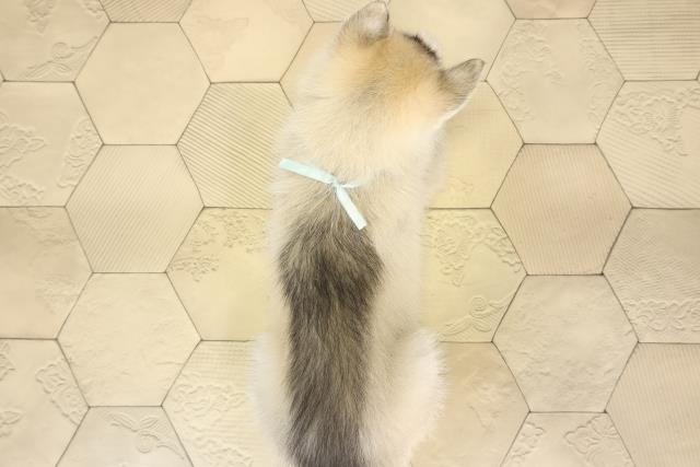 愛知県のシベリアンハスキー (Coo&RIKU名古屋みなと店/2026年2月1日生まれ/男の子/シルバーホワイト)の子犬の4枚目の画像