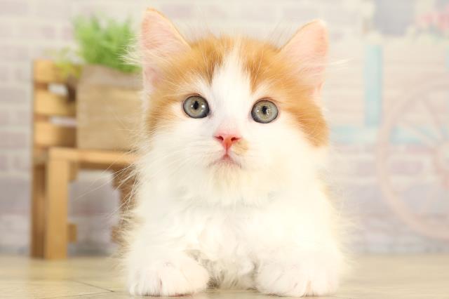 愛知県のラガマフィン (Coo&RIKU名古屋みなと店/2026年1月29日生まれ/男の子/レッドタビーホワイト)の子猫の1枚目の画像