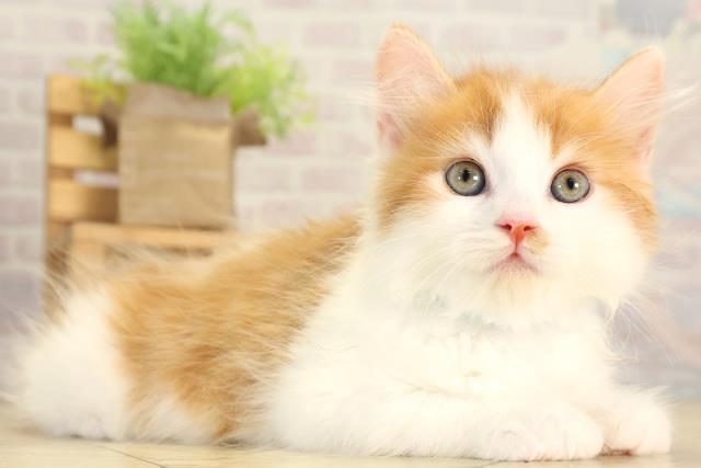 愛知県のラガマフィン (Coo&RIKU名古屋みなと店/2026年1月29日生まれ/男の子/レッドタビーホワイト)の子猫の2枚目の画像