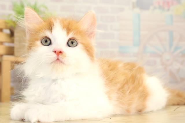 愛知県のラガマフィン (Coo&RIKU名古屋みなと店/2026年1月29日生まれ/男の子/レッドタビーホワイト)の子猫の3枚目の画像