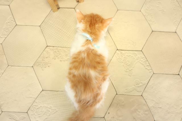 愛知県のラガマフィン (Coo&RIKU名古屋みなと店/2026年1月29日生まれ/男の子/レッドタビーホワイト)の子猫の4枚目の画像