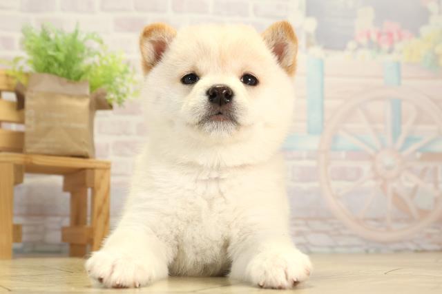 愛知県の豆柴 (Coo&RIKU東海店/2026年1月30日生まれ/女の子/白)の子犬の1枚目の画像