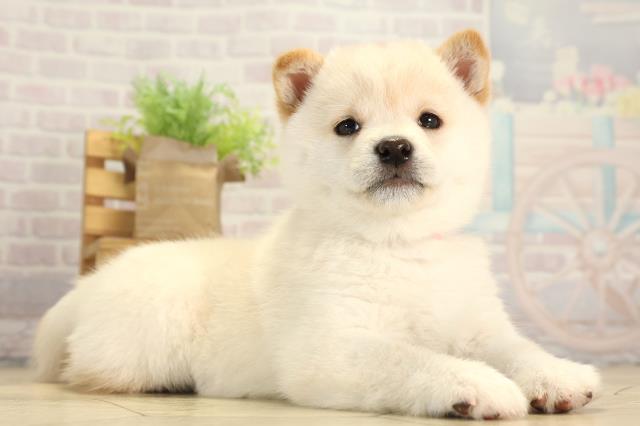 愛知県の豆柴 (Coo&RIKU東海店/2026年1月30日生まれ/女の子/白)の子犬の2枚目の画像